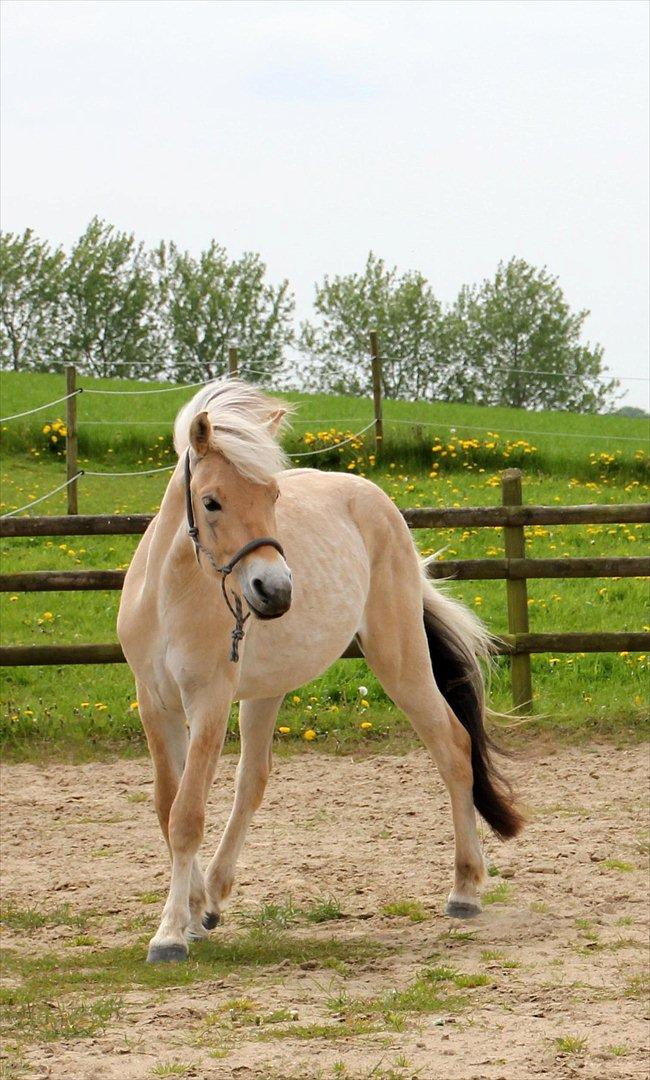 Fjordhest Dino Godthaab billede 10