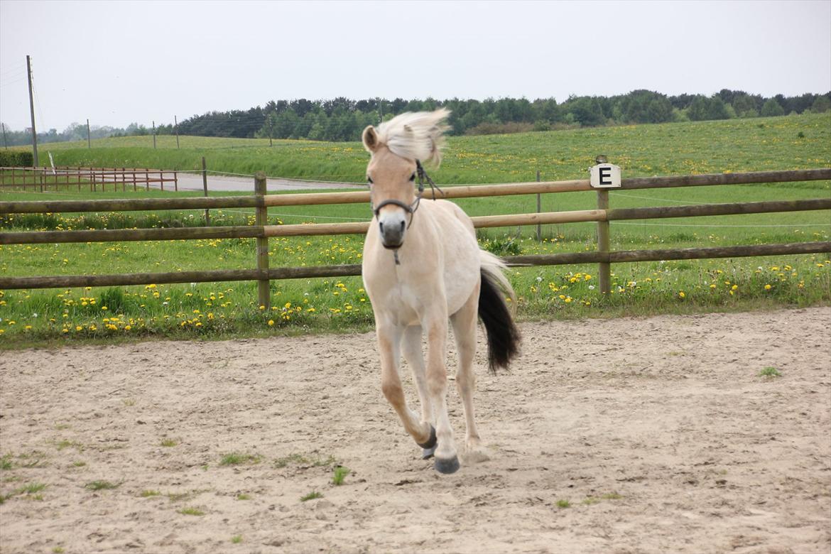 Fjordhest Dino Godthaab billede 15