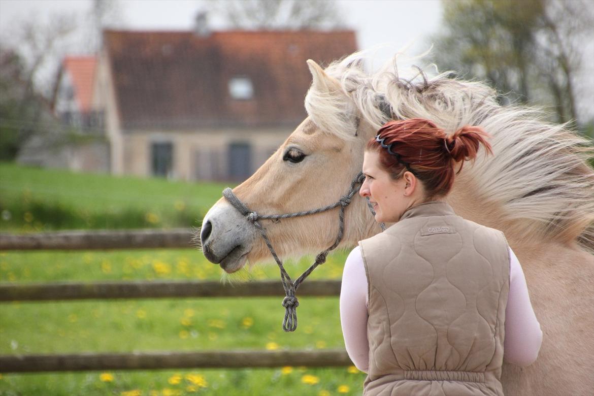 Fjordhest Dino Godthaab - Mors dreng <3 billede 18