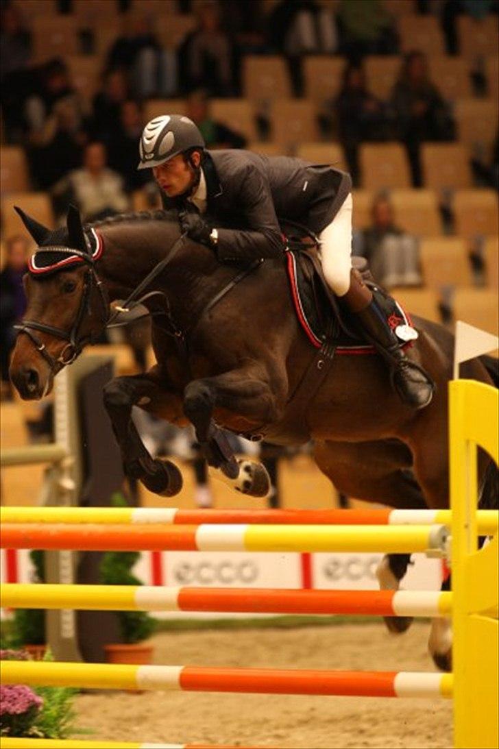 Dansk Varmblod Bøgelys Laterit billede 1