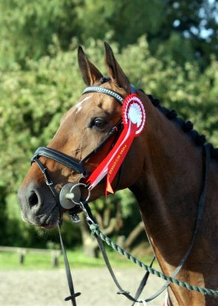 Dansk Varmblod Bøgelys Laterit billede 3