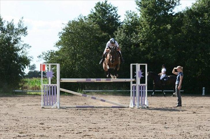 Dansk Varmblod Bøgelys Laterit billede 4