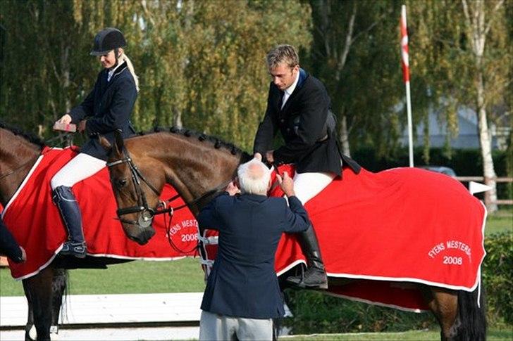 Dansk Varmblod Bøgelys Laterit billede 6