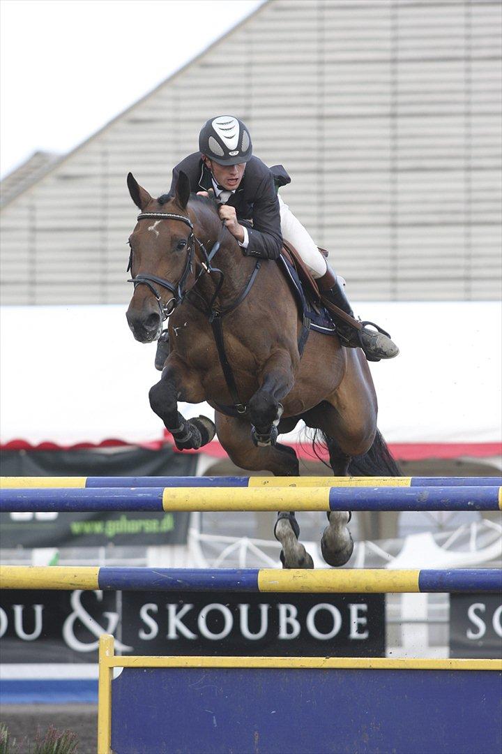 Dansk Varmblod Bøgelys Laterit billede 2