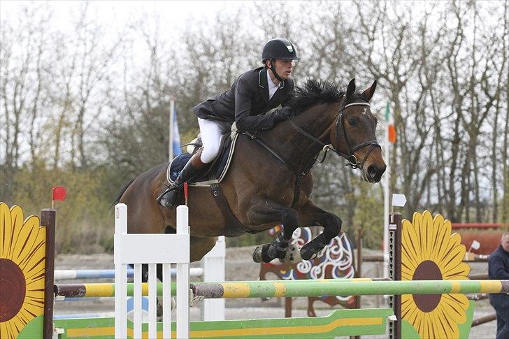 Dansk Varmblod Bøgelys Laterit billede 5