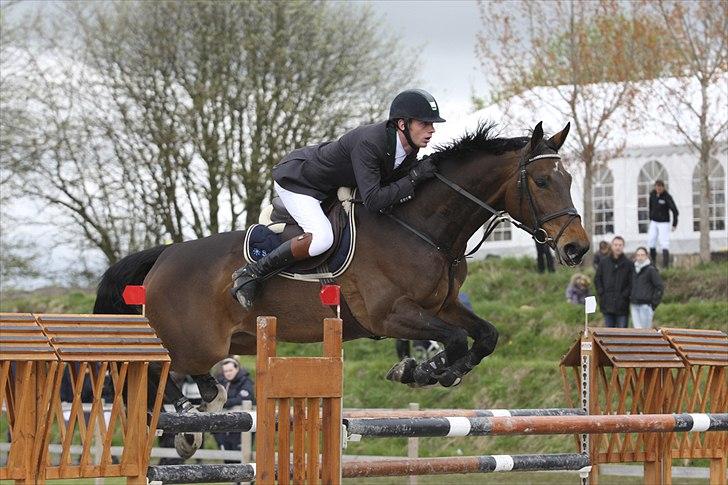 Dansk Varmblod Bøgelys Laterit billede 7