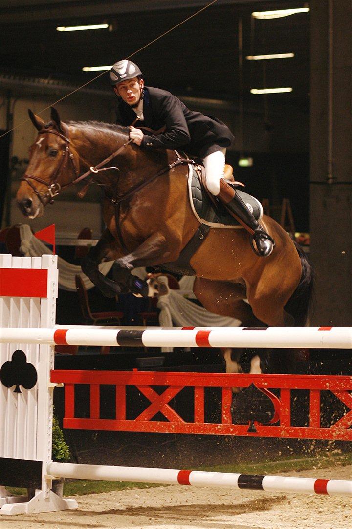 Dansk Varmblod Bøgelys Laterit billede 8