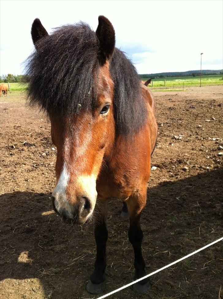 Islænder Stjarni fra Ajstrup Østergaard billede 6