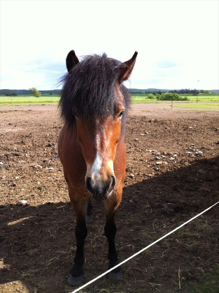Islænder Stjarni fra Ajstrup Østergaard billede 7