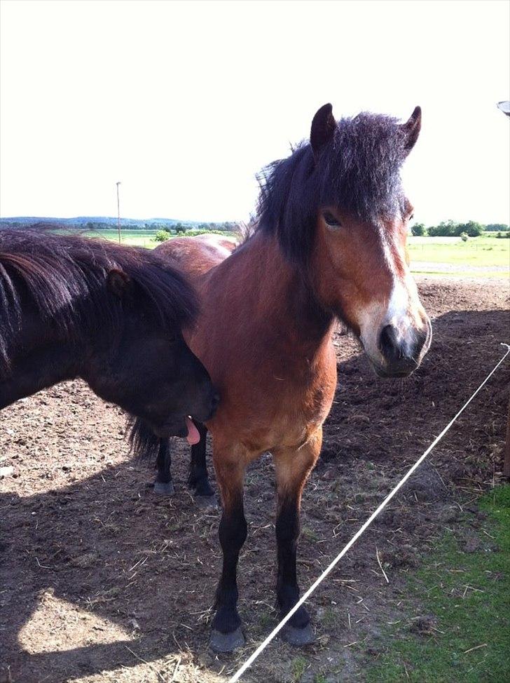 Islænder Stjarni fra Ajstrup Østergaard billede 8