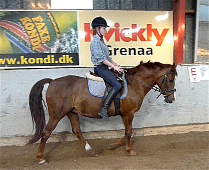 New Forest Damgårds Maja billede 11