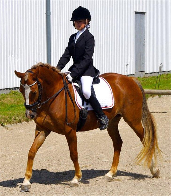 New Forest Firfod Flittiglize billede 3