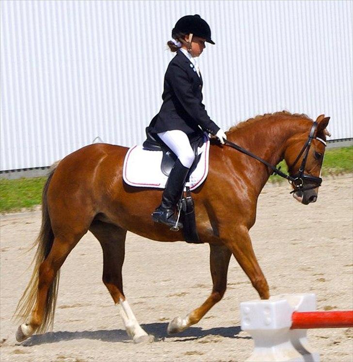 New Forest Firfod Flittiglize billede 4