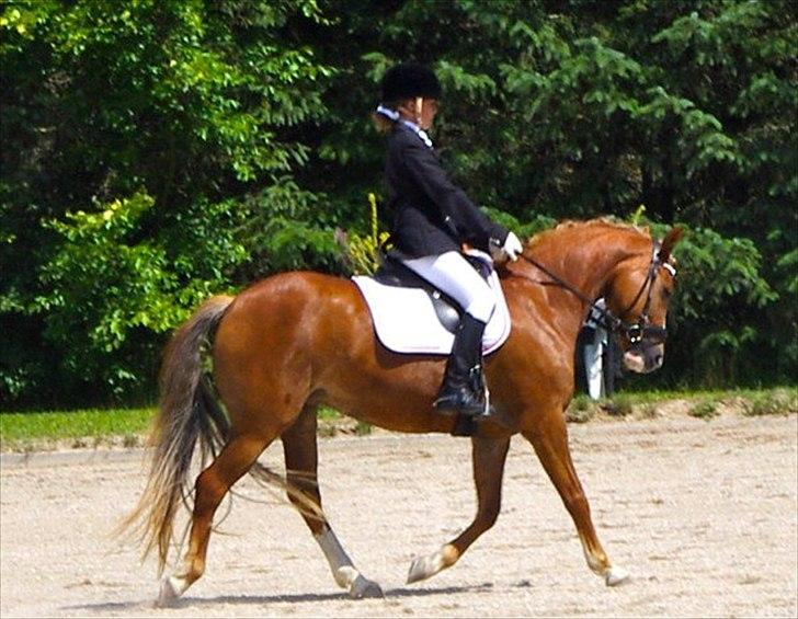 New Forest Firfod Flittiglize billede 2