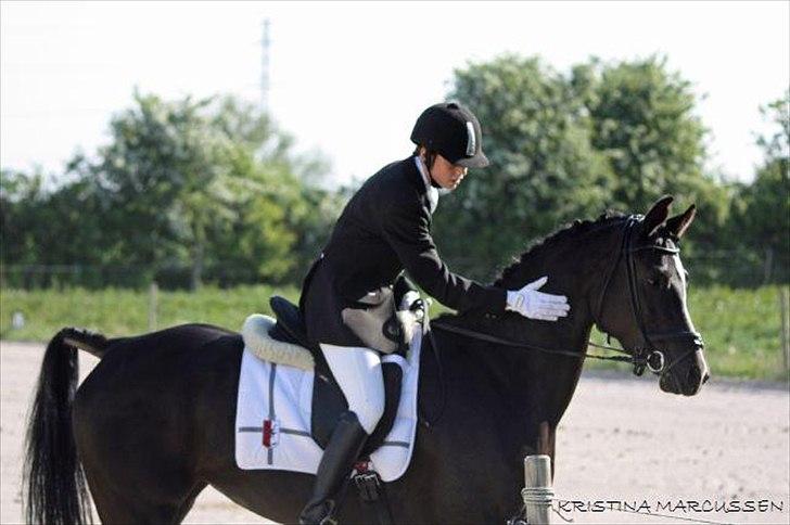 Sportsaraber (A) helleruphus pandora - opvarmning :) billede 15