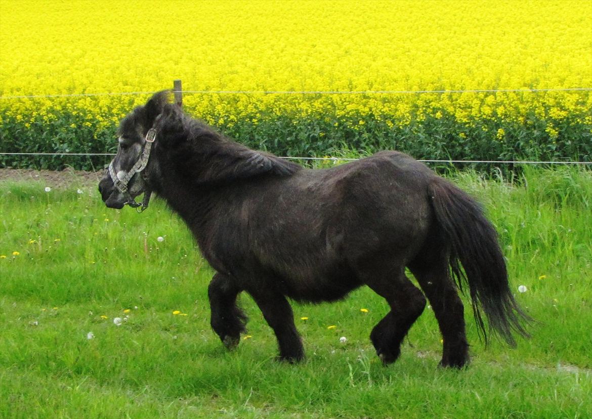 Shetlænder Tulle billede 10