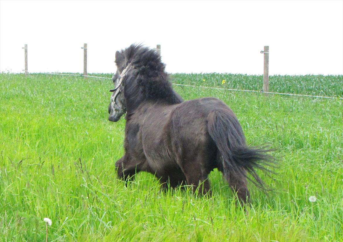 Shetlænder Tulle billede 11