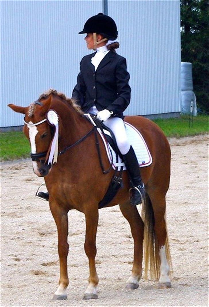 New Forest Firfod Flittiglize billede 6