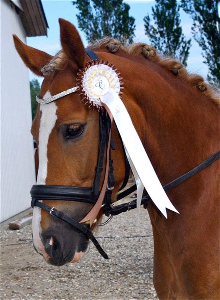 New Forest Firfod Flittiglize billede 7