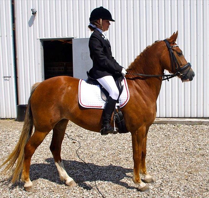 New Forest Firfod Flittiglize billede 5