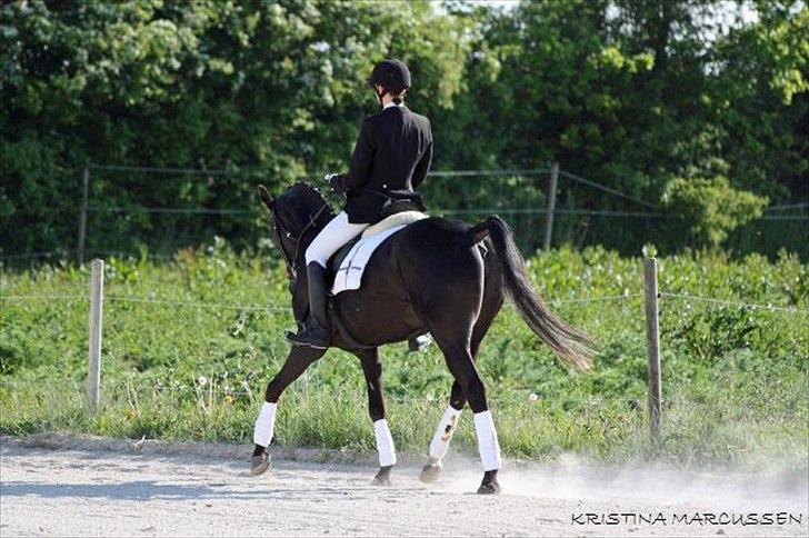 Sportsaraber (A) helleruphus pandora - mere opvarmning til pandora allerførste stævne  billede 16