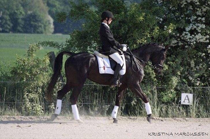 Sportsaraber (A) helleruphus pandora - opvarmning billede 14