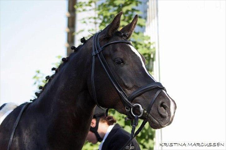 Sportsaraber (A) helleruphus pandora - HEY DER ER ANDRE HESTE MOAAAR billede 17