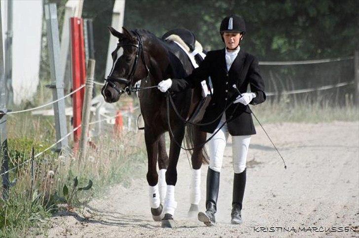 Sportsaraber (A) helleruphus pandora - Jeg er HELT SIKKER på at der kravler en kæmpe løve inde i den lille busk mor :) billede 12