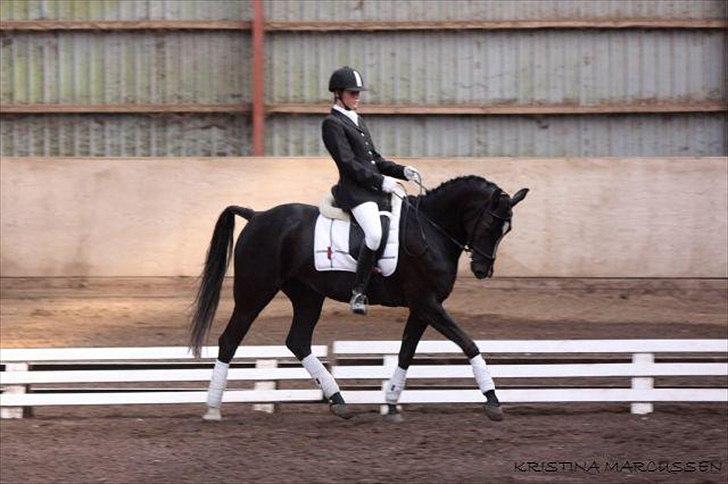 Sportsaraber (A) helleruphus pandora - så kom vi endelig på banen og hun viste sig at være en lille stjerne billede 18