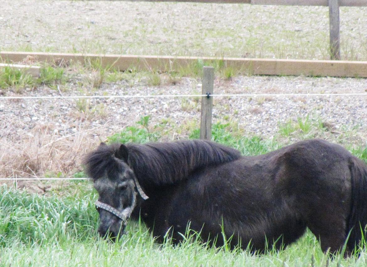 Shetlænder Tulle billede 12