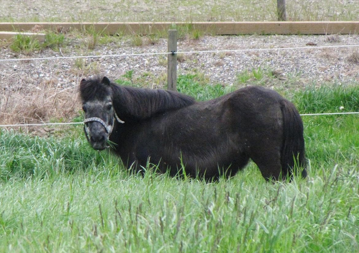 Shetlænder Tulle billede 13