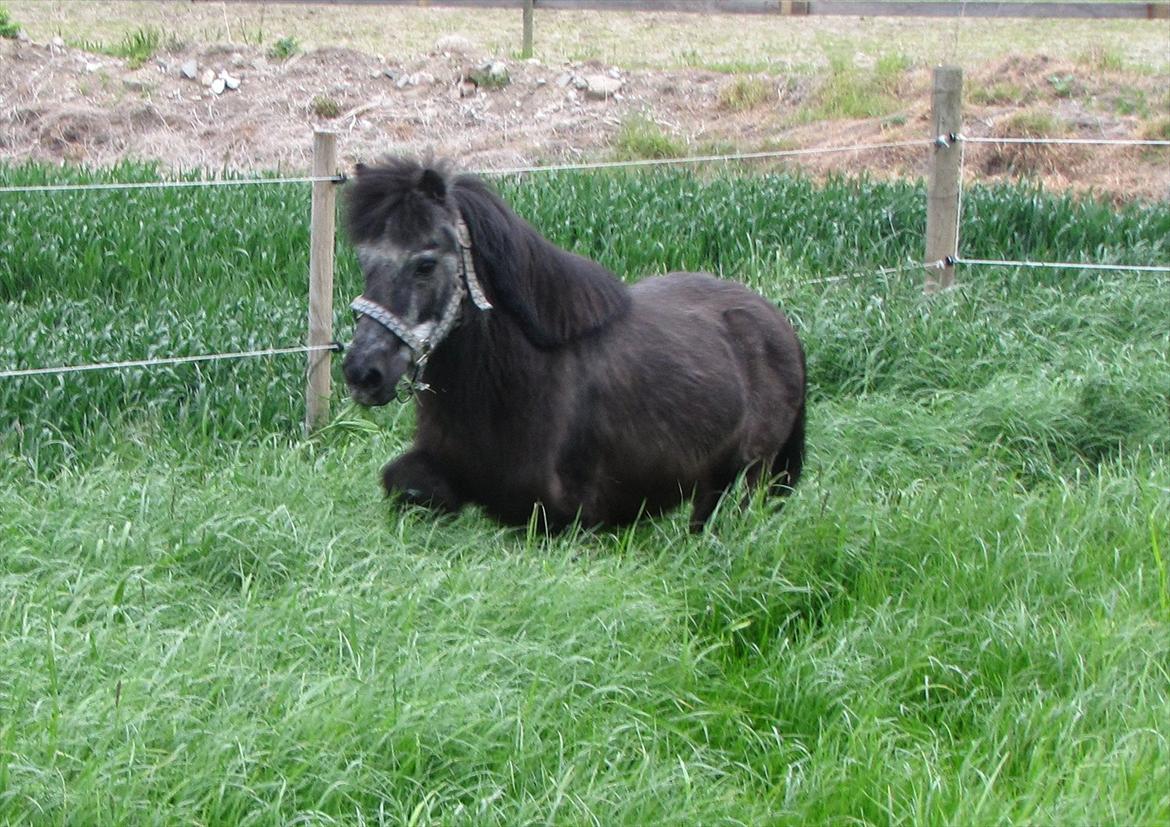 Shetlænder Tulle billede 14