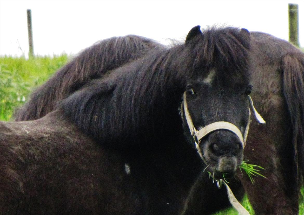 Shetlænder Oliver billede 16