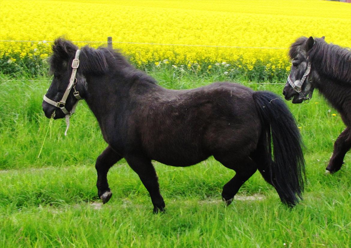Shetlænder Oliver billede 17