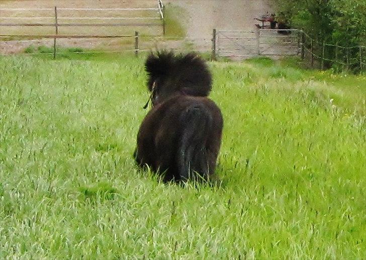 Shetlænder Oliver billede 18