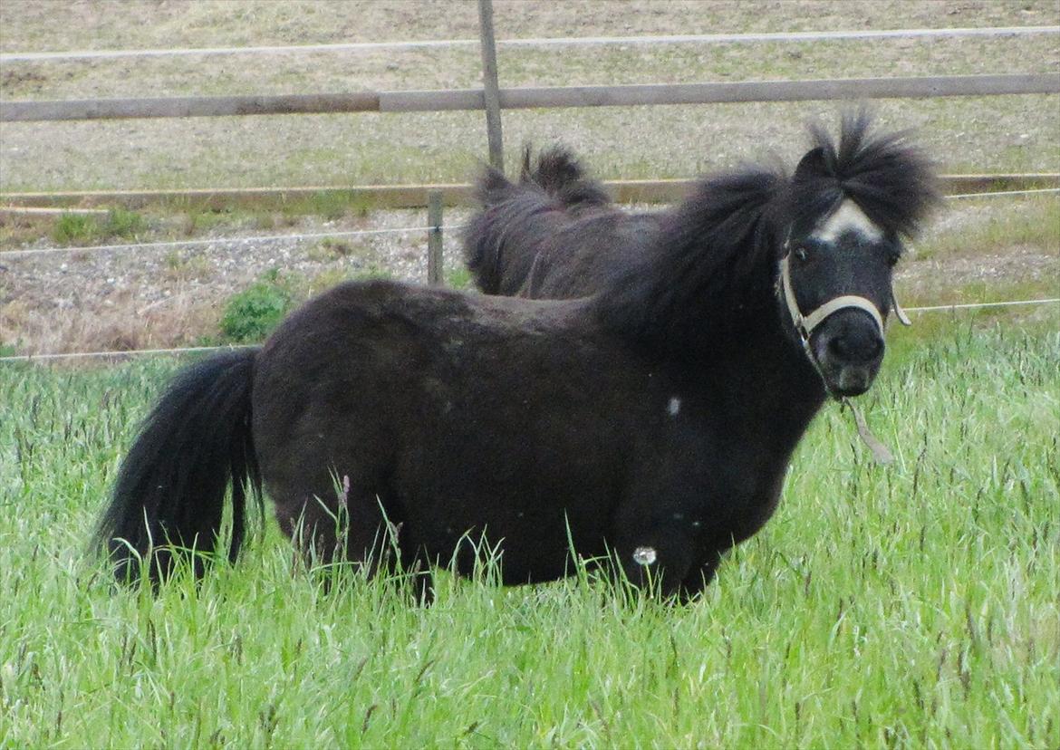 Shetlænder Oliver billede 19