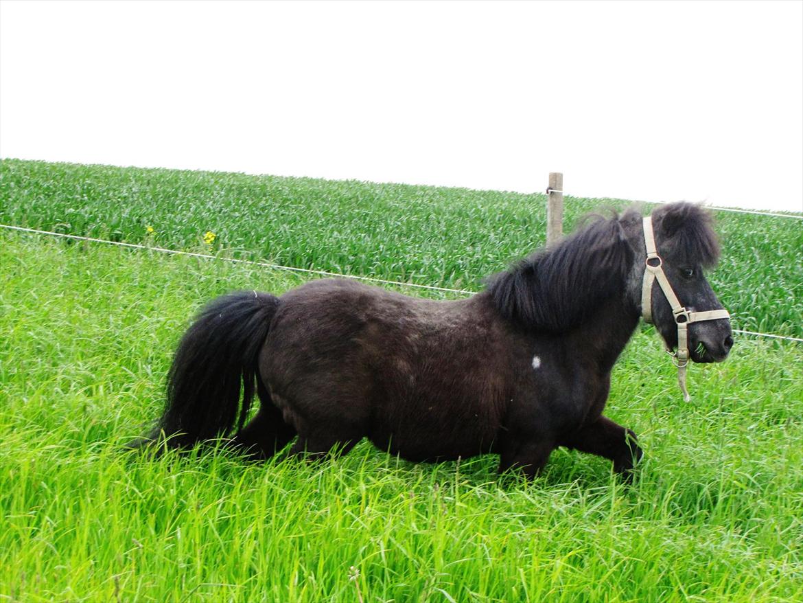 Shetlænder Oliver billede 20