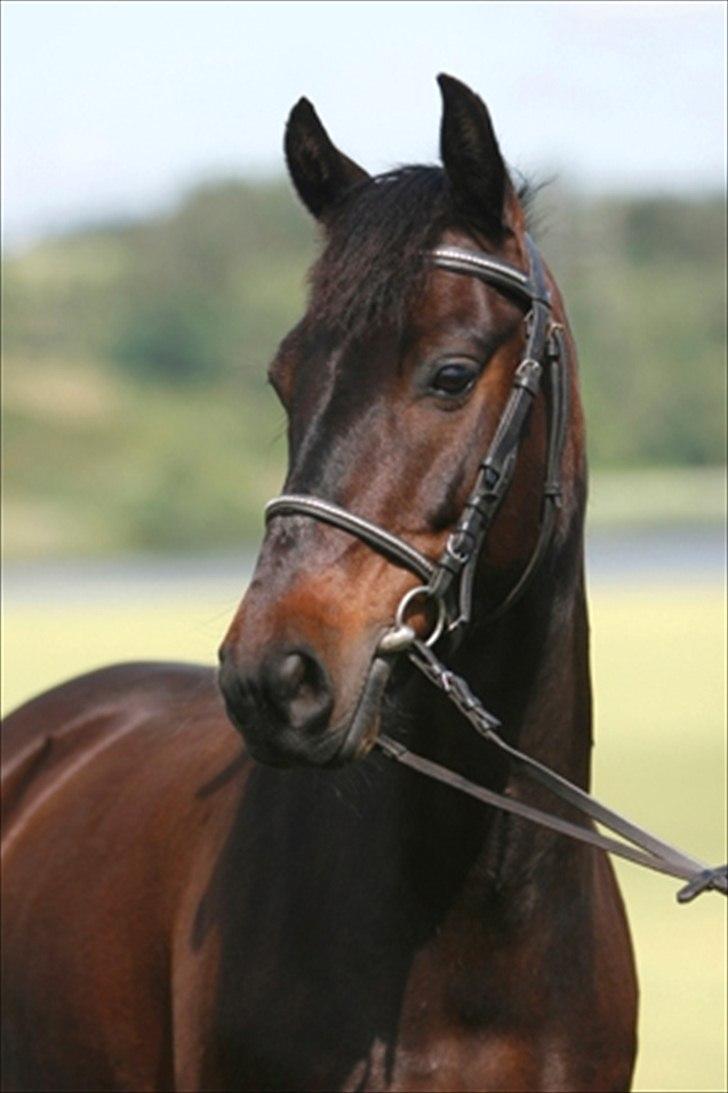 Anden særlig race Kompis Min Ven  ( Solgt ) billede 2