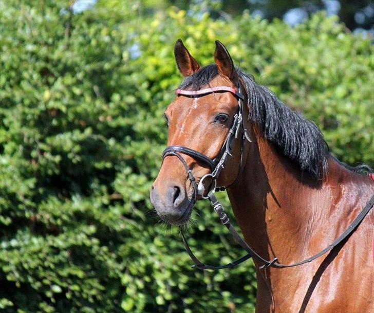 Tysk Sportspony Arking Jump.  - Bullerhesten. - - Ja, det er rigtigt, jeg har verdens lækreste hest!<3

Your clear my head when hope had passed me by. You are gravtity when im upside down. You help me find my way back to the ground. billede 1