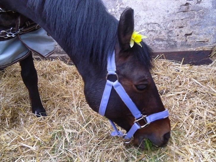 Connemara Tobæks Isabella <3 - Velkommen til Tobæk´s Isabella profil billede 2