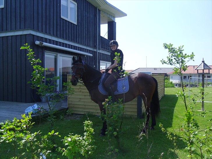 Connemara Tobæks Isabella <3 - hjemme i haven  billede 12