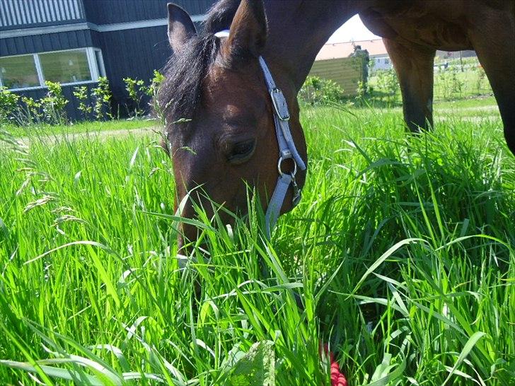 Connemara Tobæks Isabella <3 - Det er bare dejligt med alt det græs!!!!! billede 14