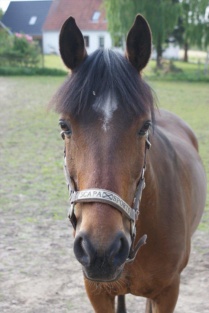 Irsk Sportspony Carlton Flight [Himmelhest] - My love <3 billede 2