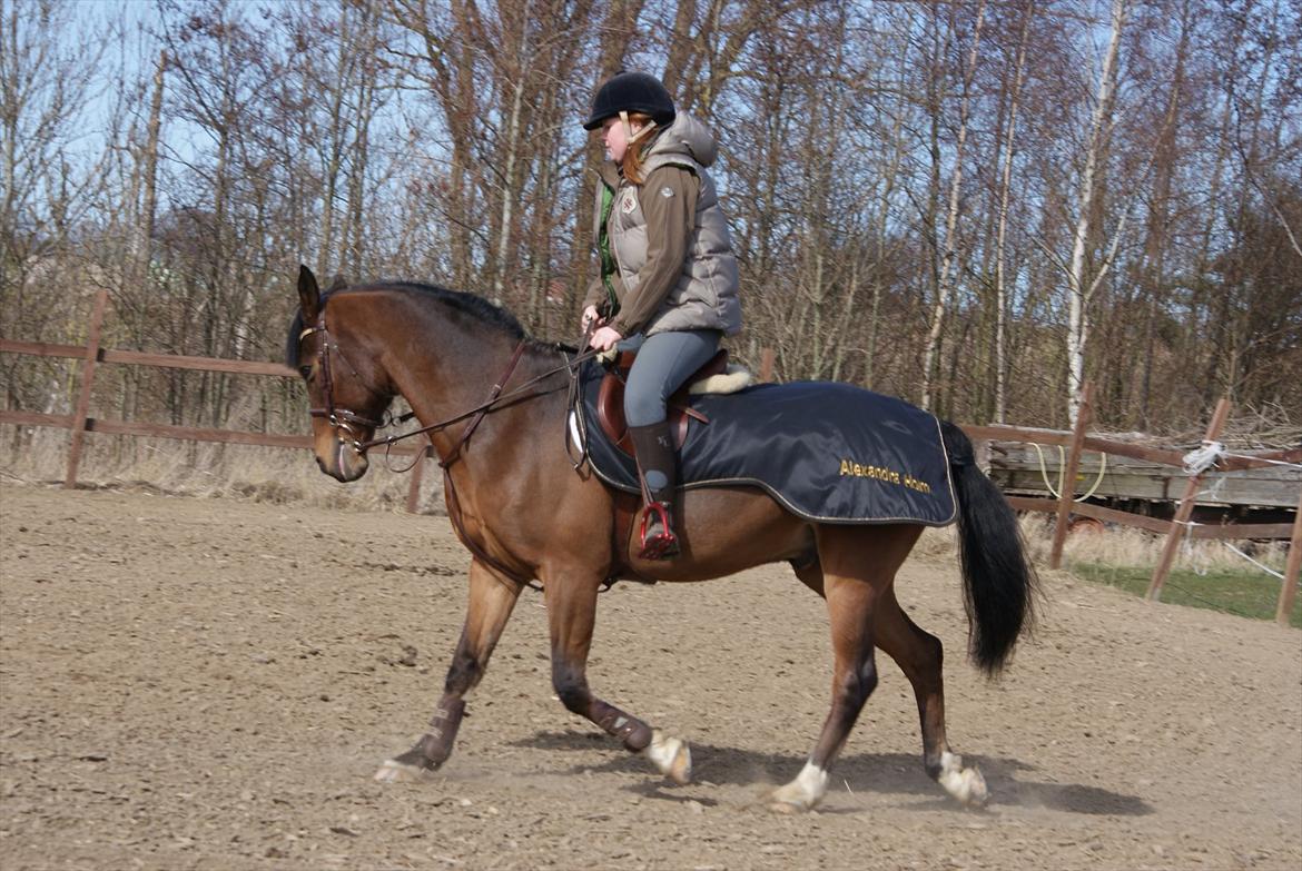 Irsk Sportspony Carlton Flight [Himmelhest] billede 4