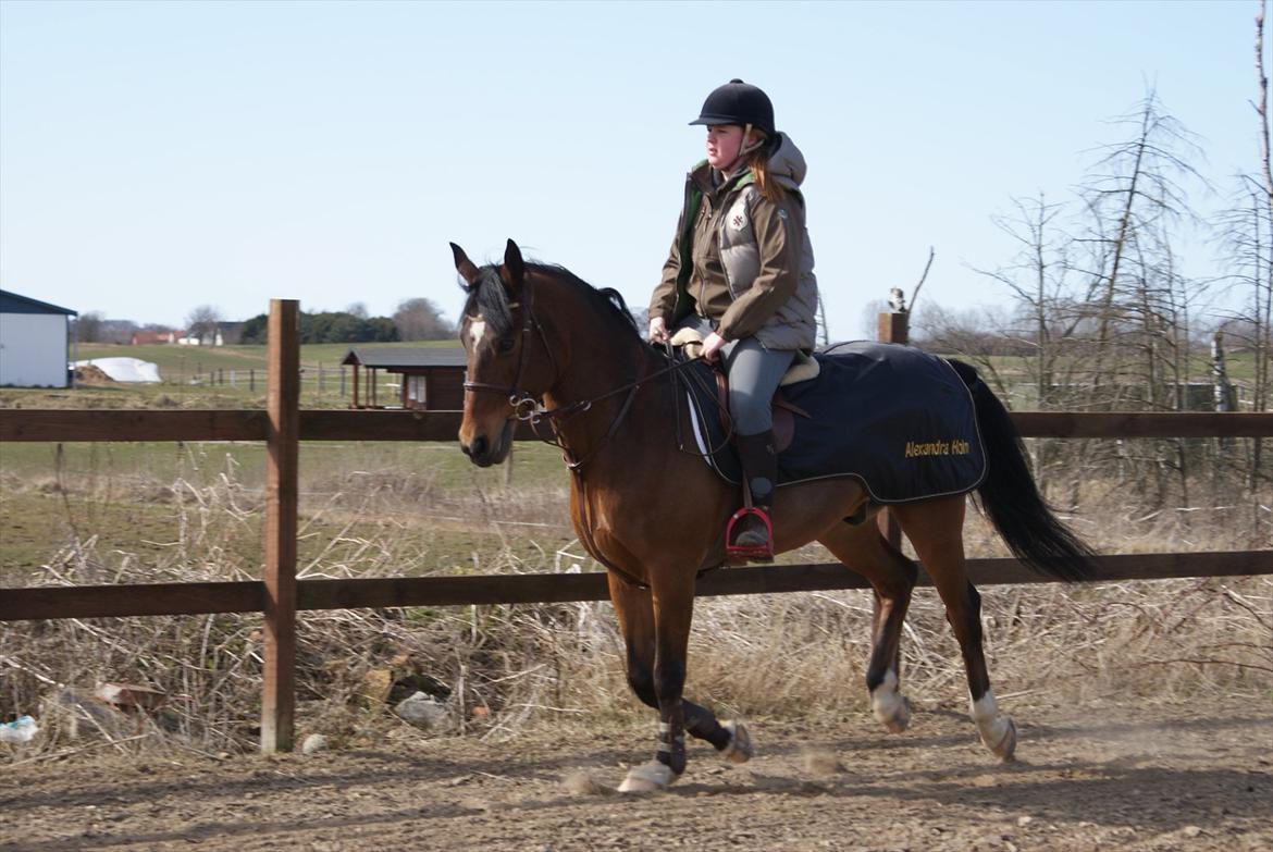 Irsk Sportspony Carlton Flight [Himmelhest] billede 5