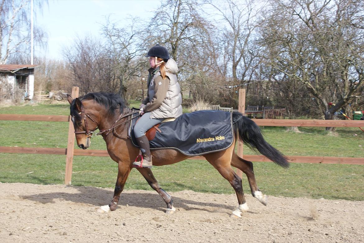 Irsk Sportspony Carlton Flight [Himmelhest] billede 6