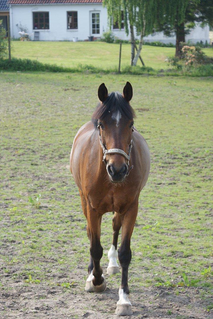 Irsk Sportspony Carlton Flight [Himmelhest] - Life isn't easy, but with you by my side everything is much easier billede 7