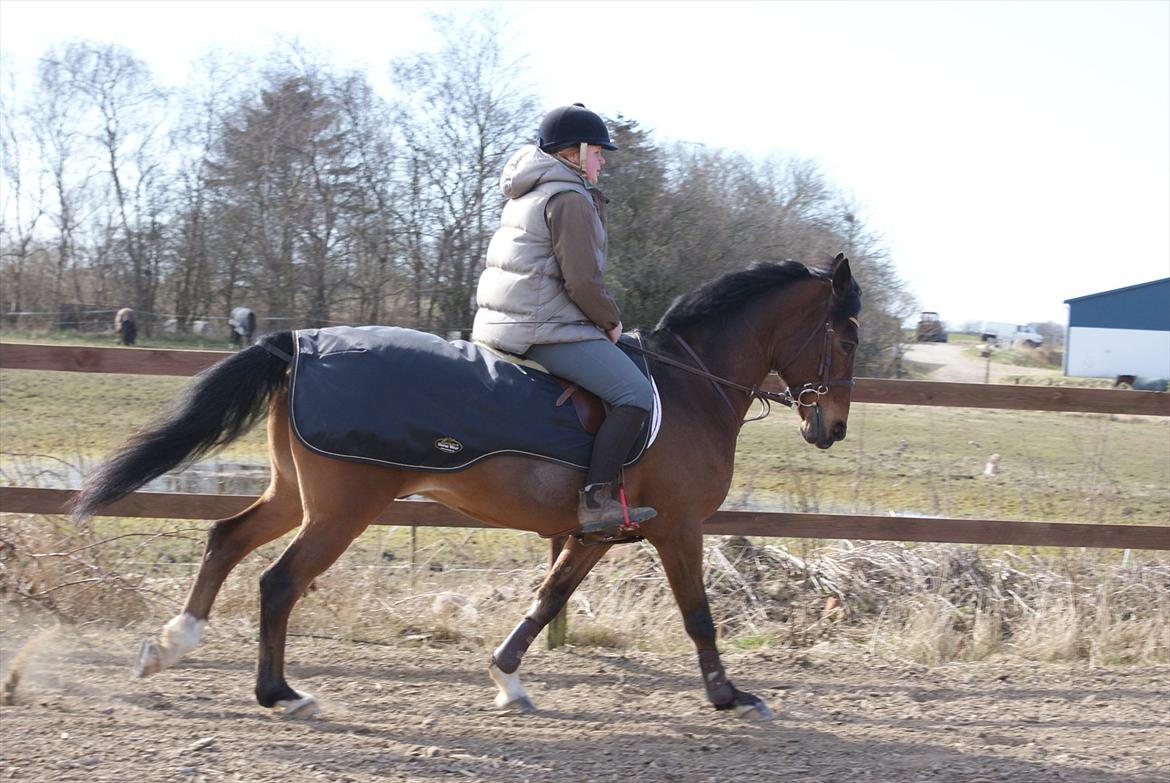 Irsk Sportspony Carlton Flight [Himmelhest] billede 8