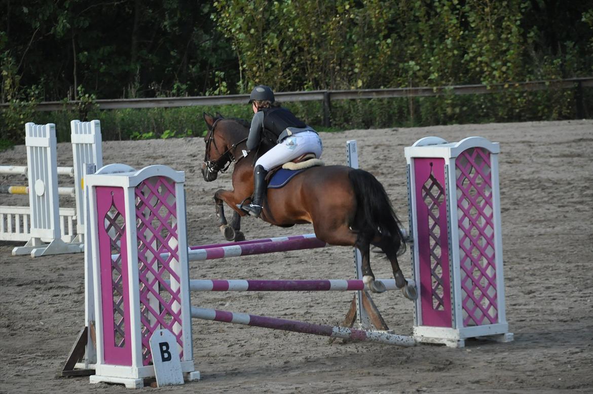 Irsk Sportspony Carlton Flight [Himmelhest] billede 10