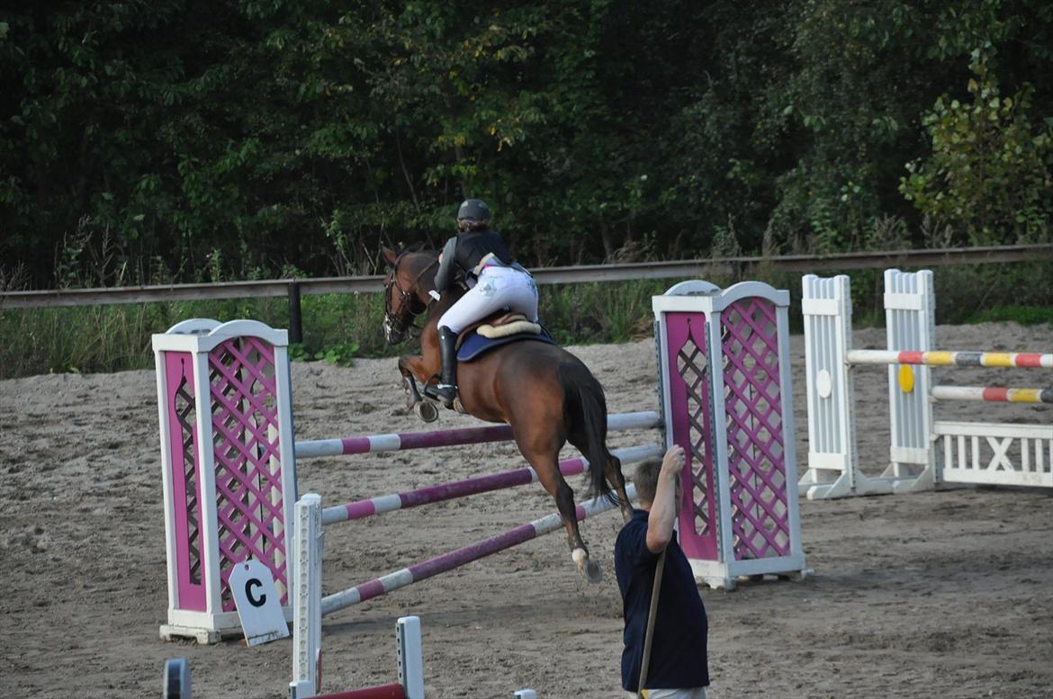 Irsk Sportspony Carlton Flight [Himmelhest] billede 11